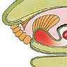 Appareil buccal d'un gastropode